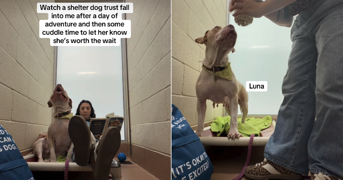 Shelter dog's trust fall on human speaks volumes about her loving heart