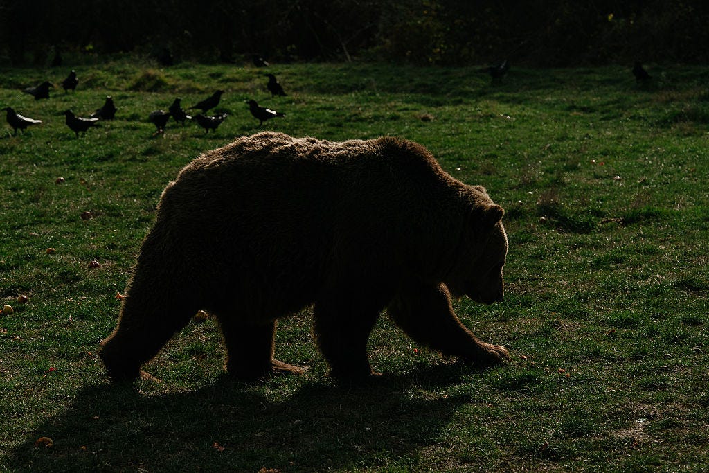 Hiker injured in brown bear attack in Alaska