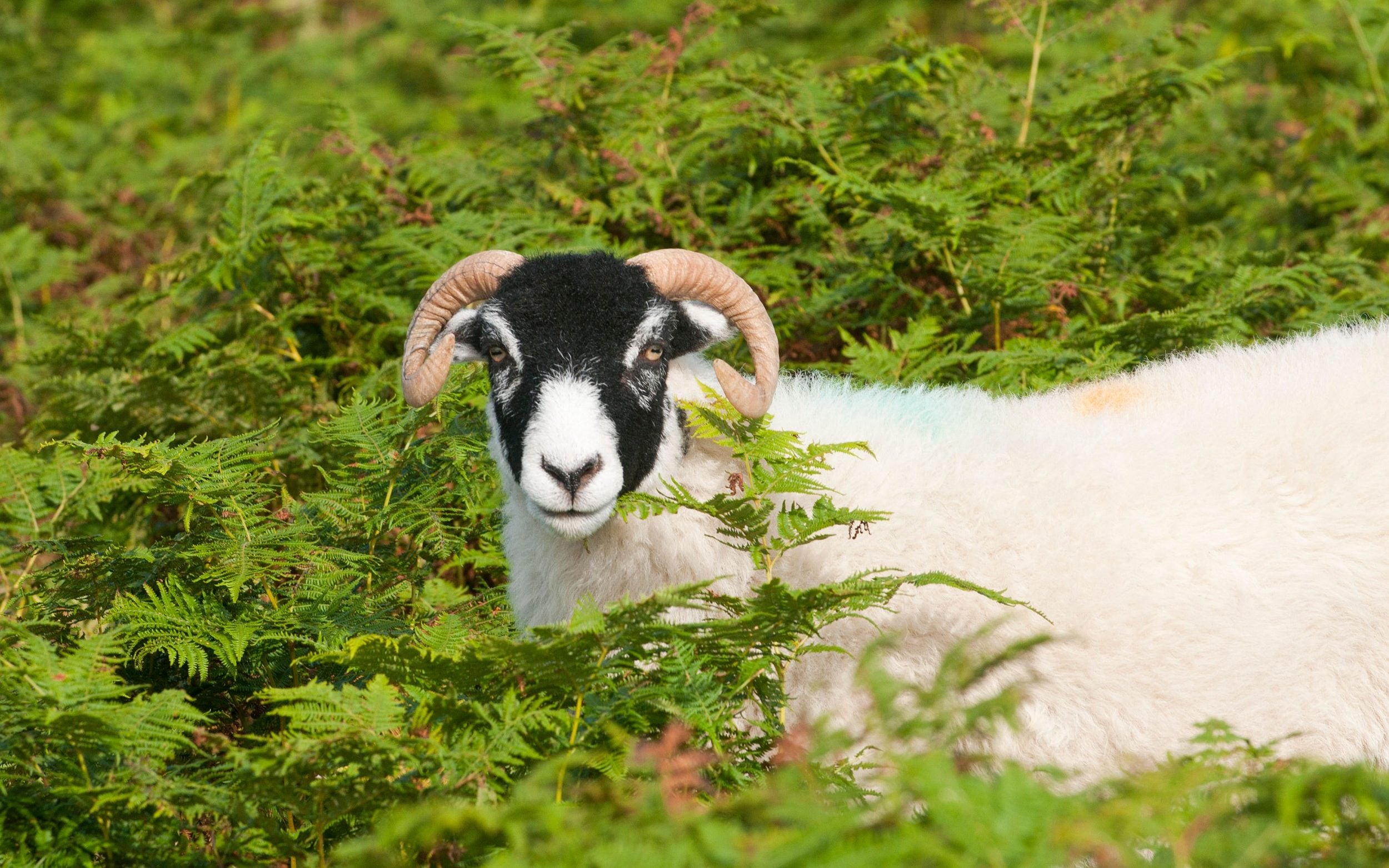 A horned Scottish blackface sheep wading through the bracken on Dartmoor