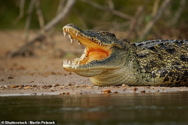 A Nile crocodile is among the type of pets being kept