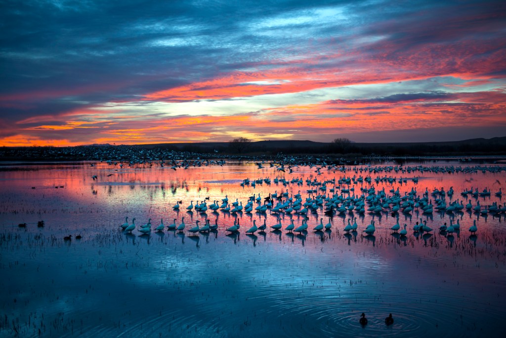 Snow geese seen in shallow waters in Bosque del Apache.