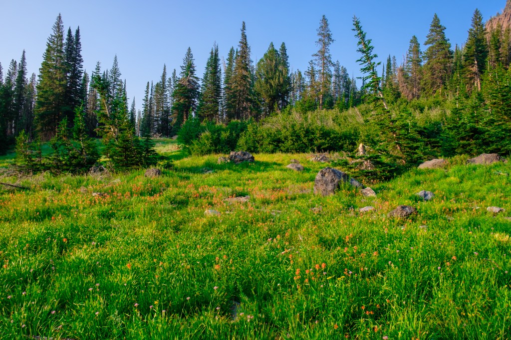 Wildflowers in full bloom in the Strawberry Mountain Wilderness of Oregon.
