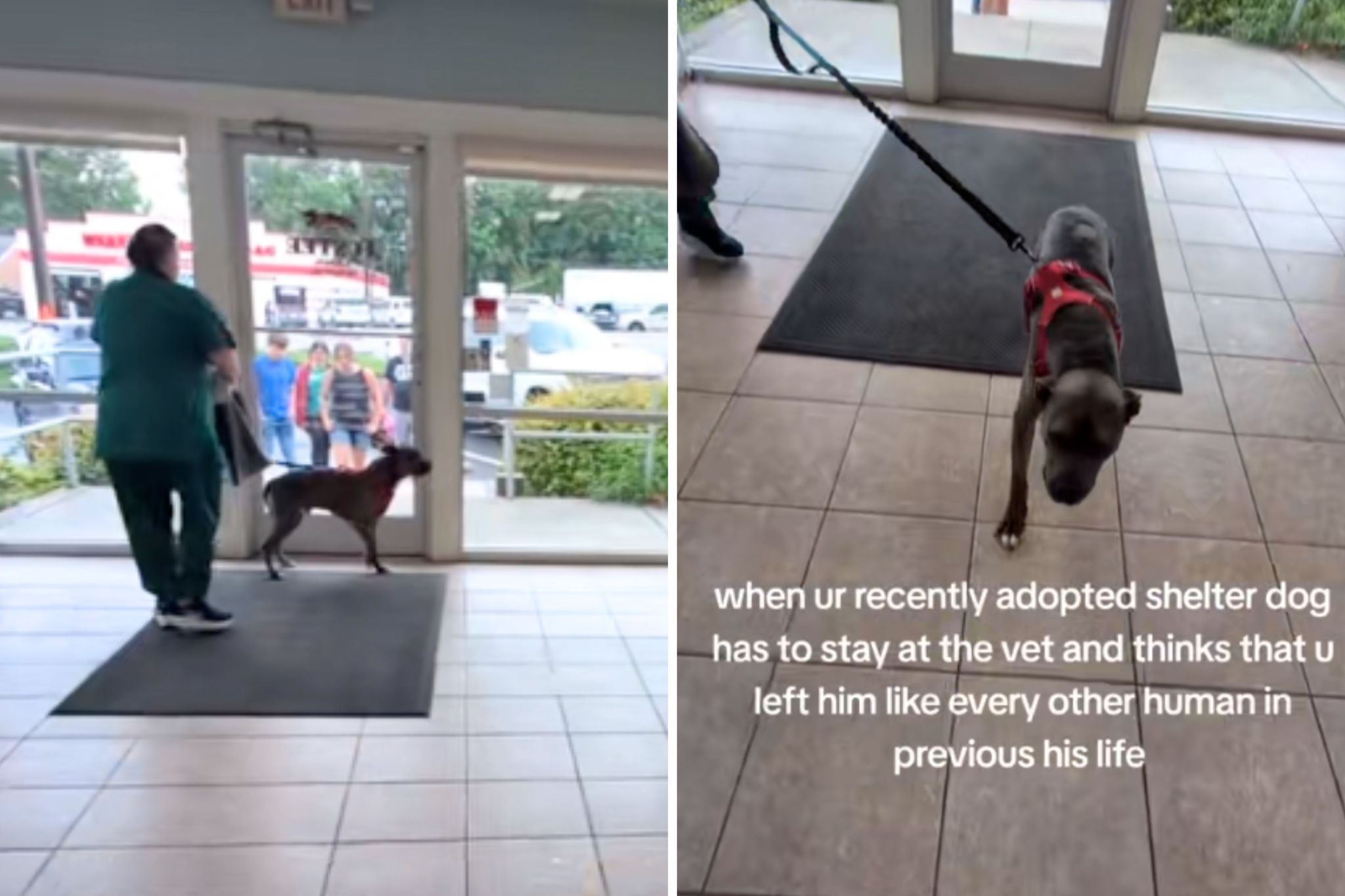 Newly adopted dog looks around vet’s—panic sets in when he can’t see owner