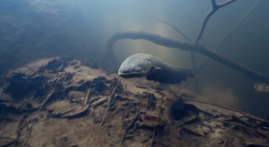 How to Survive an Electric Eel Shock and What Happens to Your Body