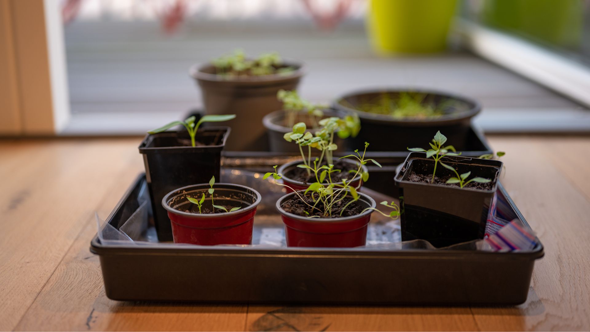 picture of young plants being bottom watered in a watering tray