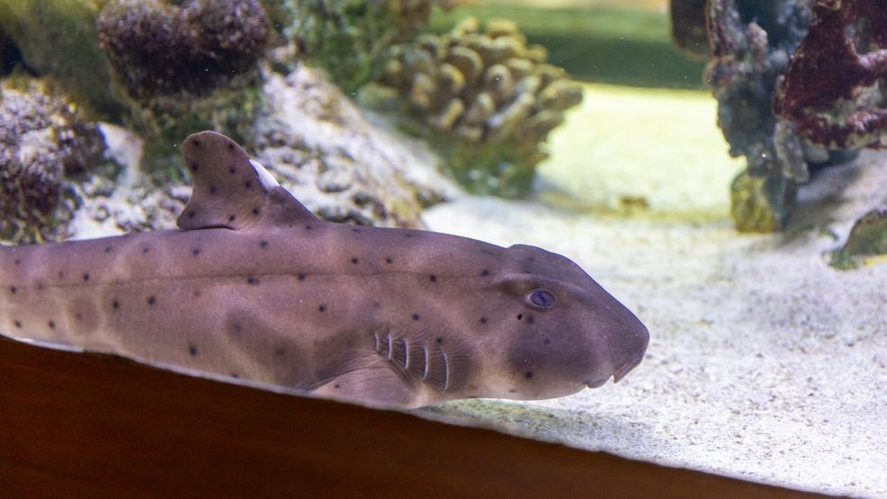 Shark Month highlights the importance of ocean conservation
