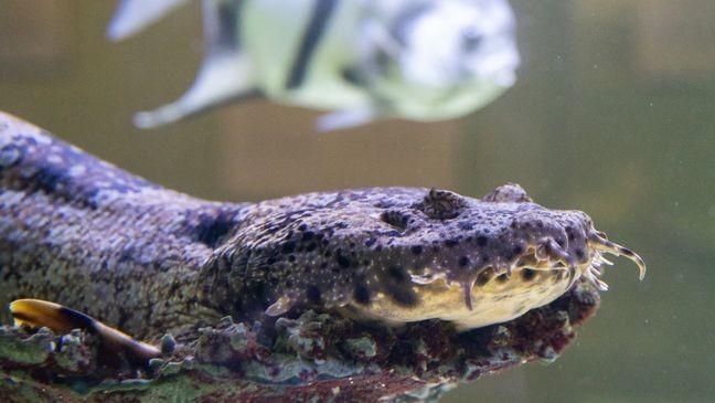 Shark Month highlights the importance of ocean conservation