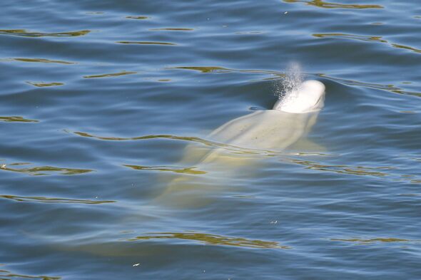A beluga whale is seen swimming up France's Seine river, near a lock in Courcelles-sur-Seine, wester