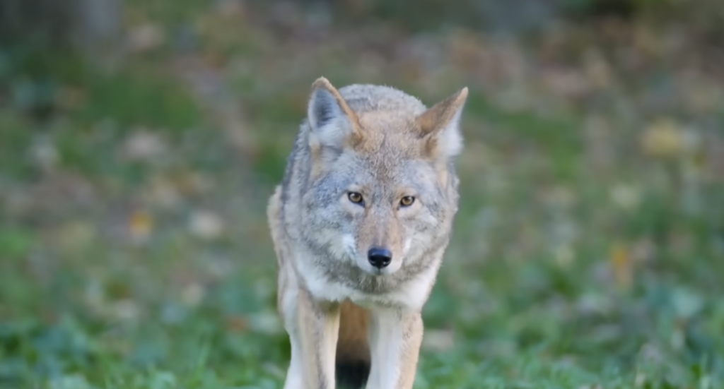 What to Do if a Rabid Coyote Comes Straight at You