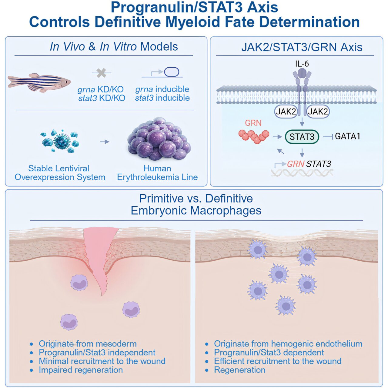 Two cellular components unlock maturation in human leukemia cells, study finds