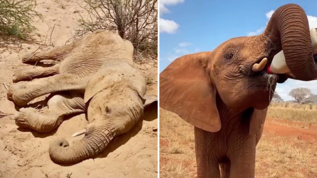 Kenya elephant calf once thought dead reaches a hard-won bottle-feeding milestone