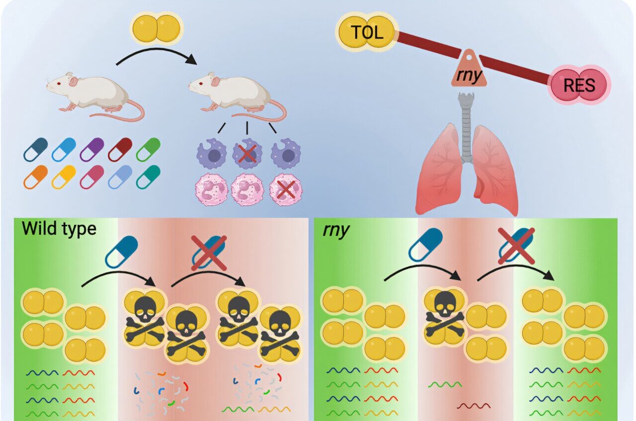 Antibiotic-tolerant bacteria rely on a hidden RNA-based survival strategy