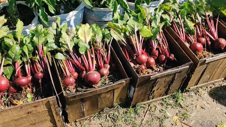 How I grew beets in old wooden baskets using a simple container ...