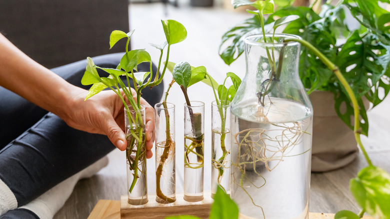 Does pothos actually help other plants propagate? Here's what the science says
