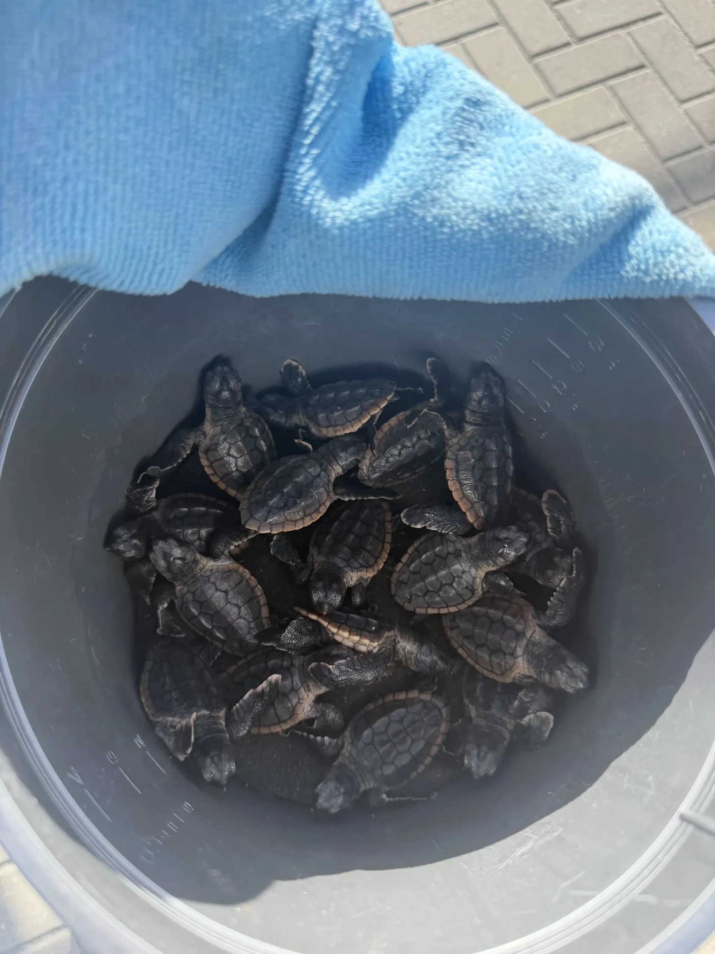 6a610952d1fbc289e589ca24_6a610950ea5670e8e8454885_baby-sea-turtles-rescued-from-florida-storm-drain-body.webp