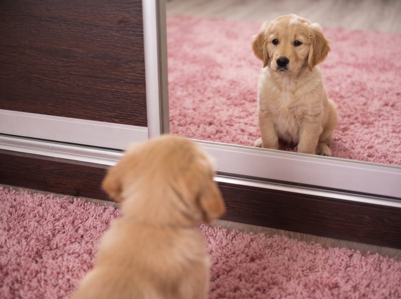 Can dogs recognize themselves in a mirror? Science explains
