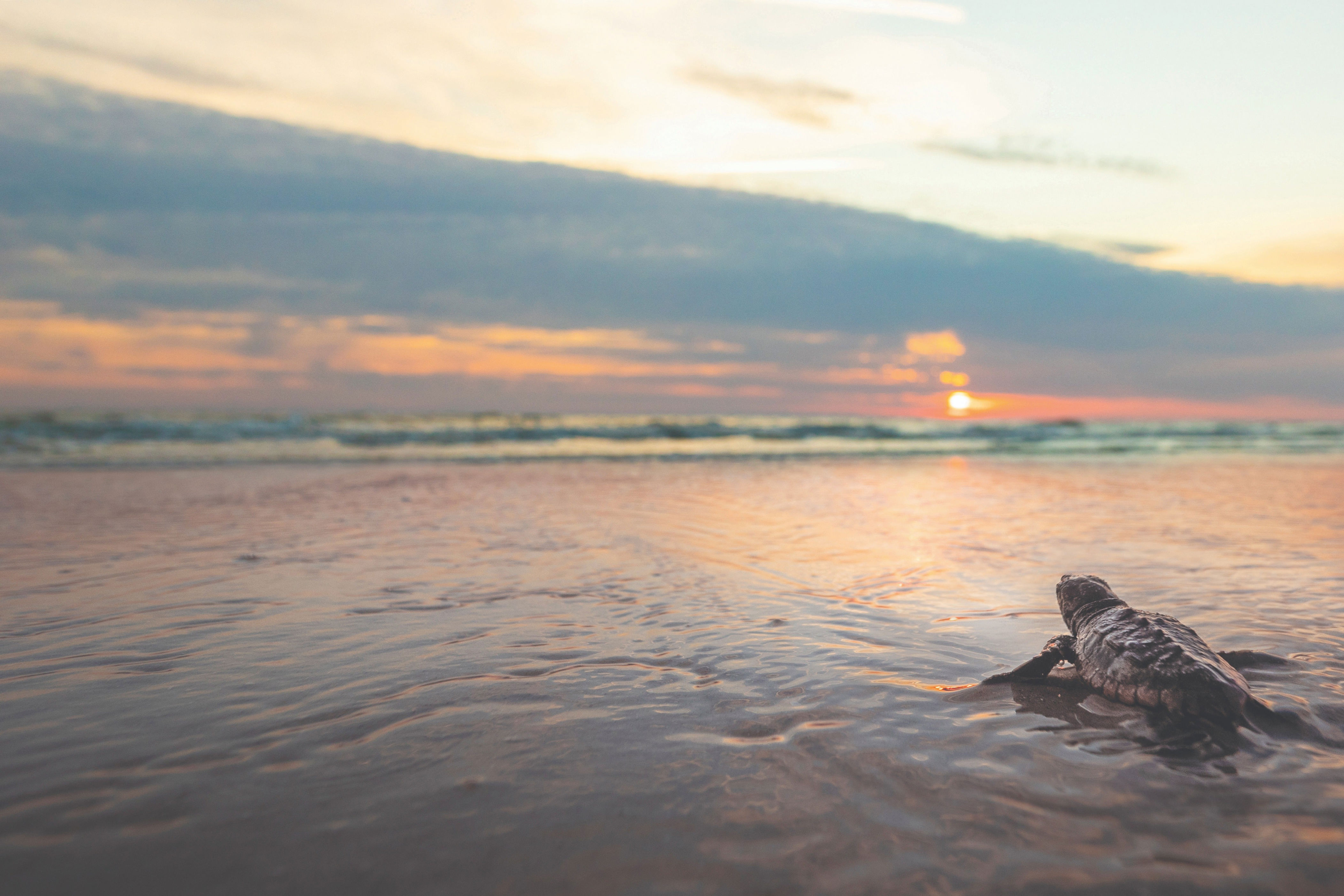 Hilton Head Island is home to a wide variety of wildlife, including turtles that nest in the sand dunes (Visit Hilton Head)