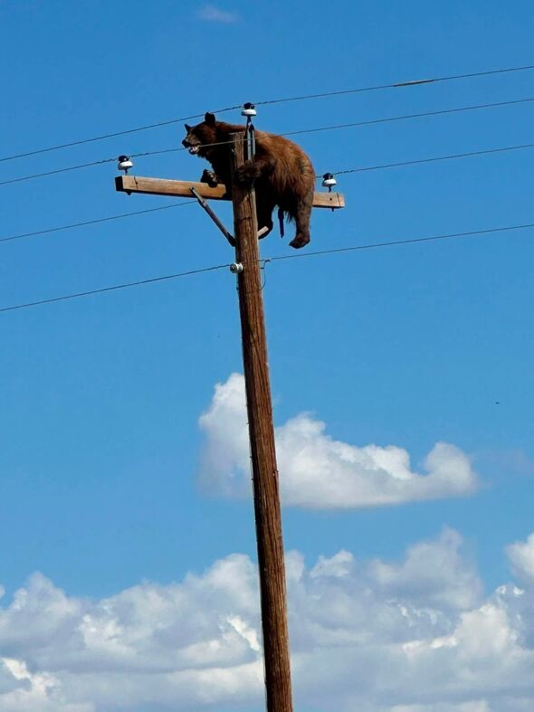 New Mexico bear climbs to top of utility pole only to face grisly end