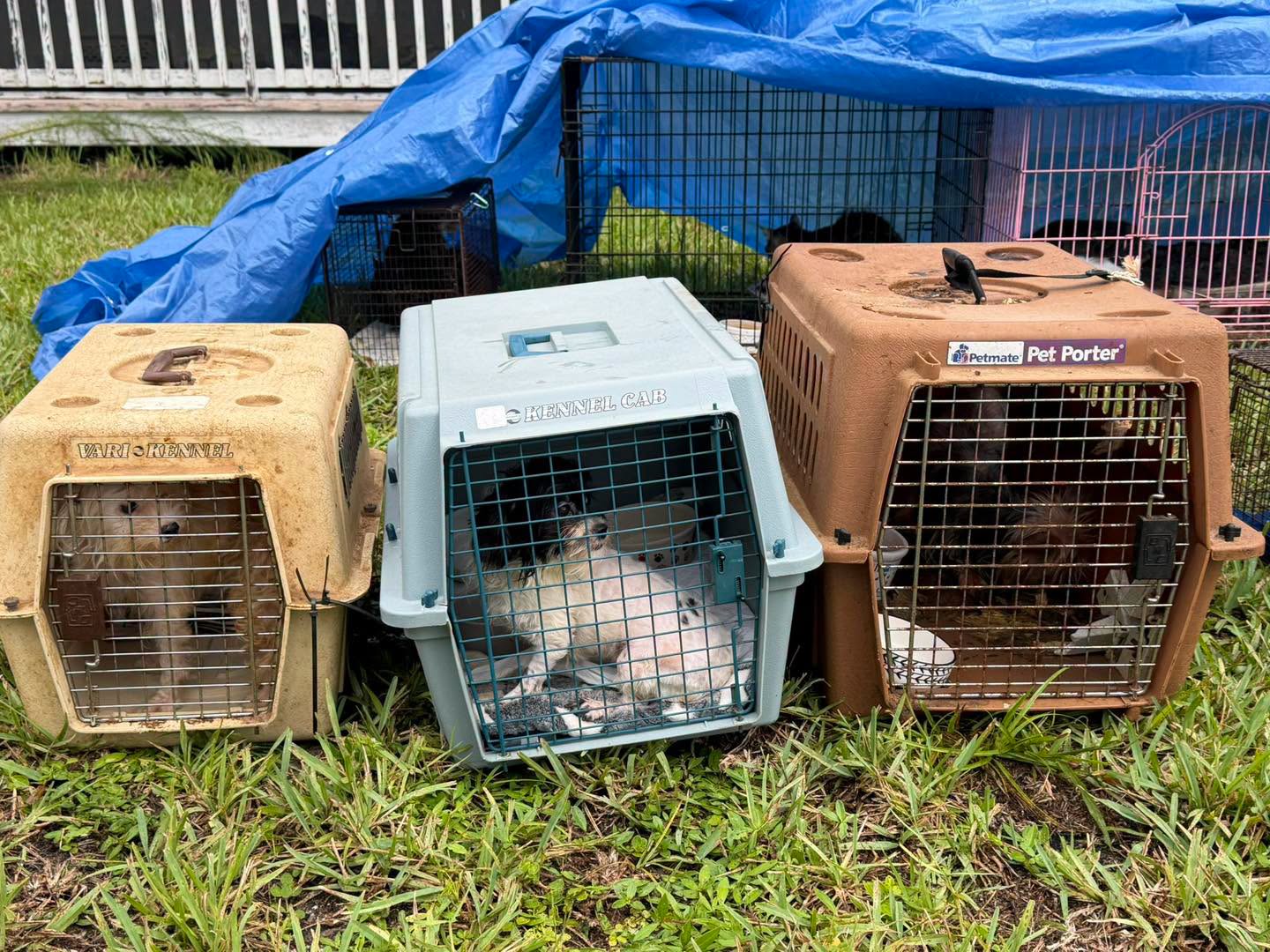 All the animals rescued from the house, including 12 dogs, have been assessed and provided immediate care (Martin County Sheriff's Office)