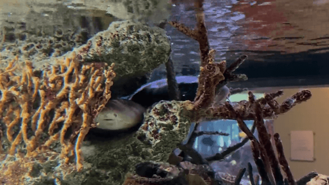Shark Month highlights the importance of ocean conservation