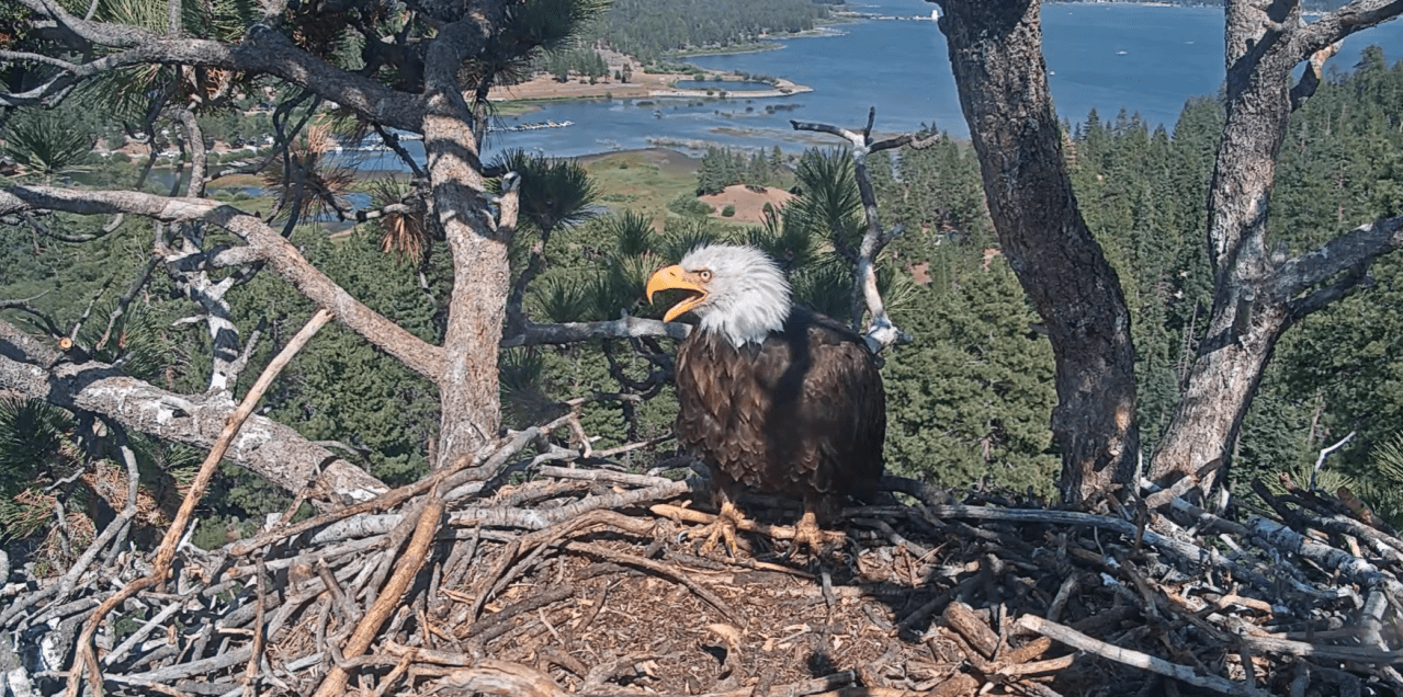 Jackie the bald eagle in critical condition following attack. Here’s the latest on her recovery