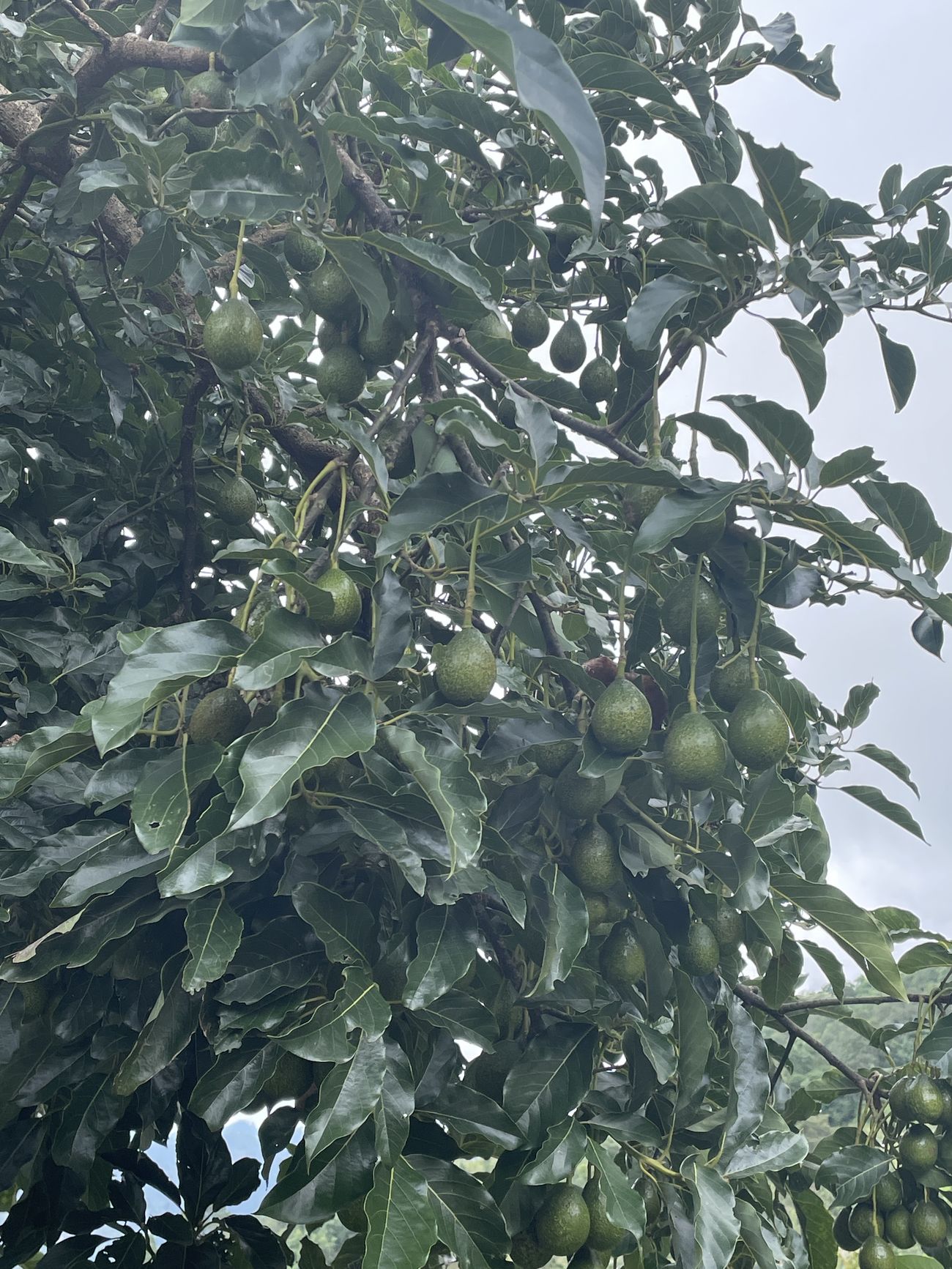 Avocados in Tree (2)