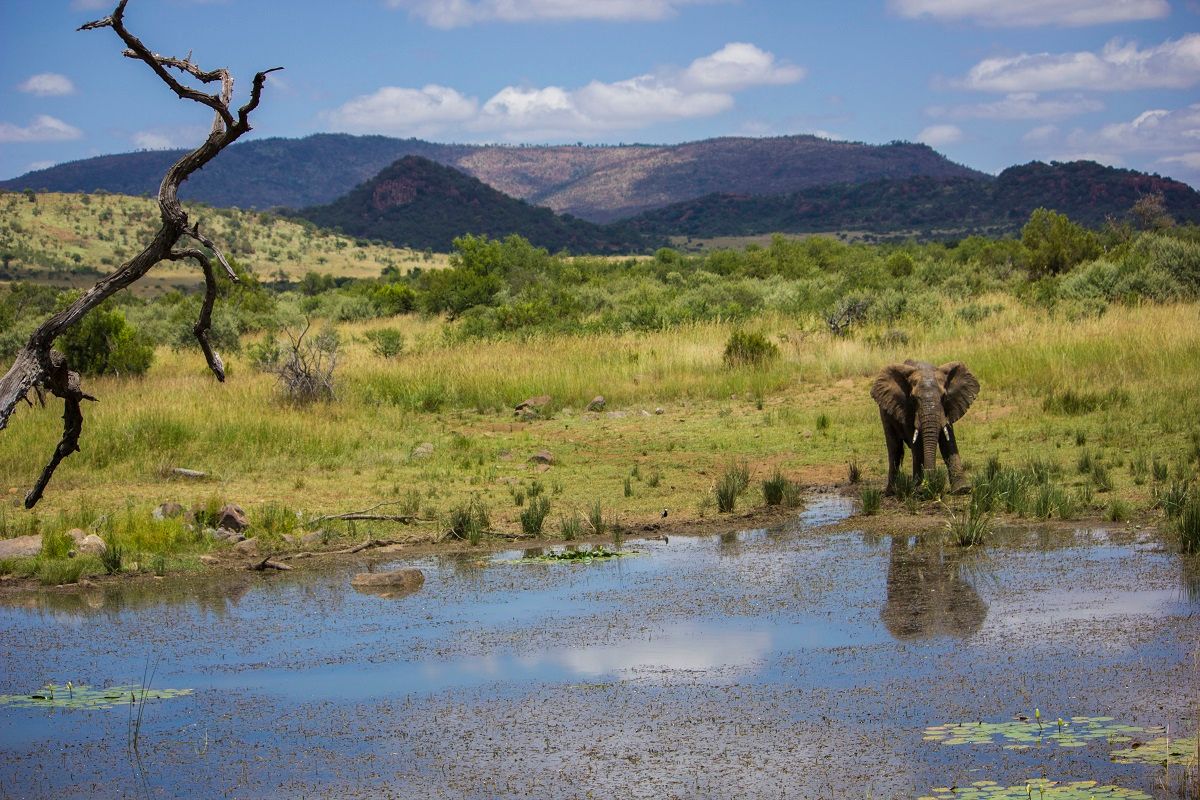 What is wrong at Pilanesberg, once the crown prince of reserves?