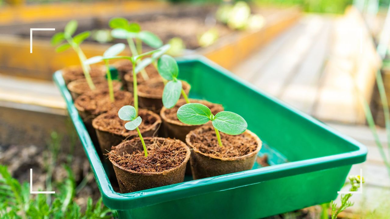 Forget daily watering with this genius garden pot hack