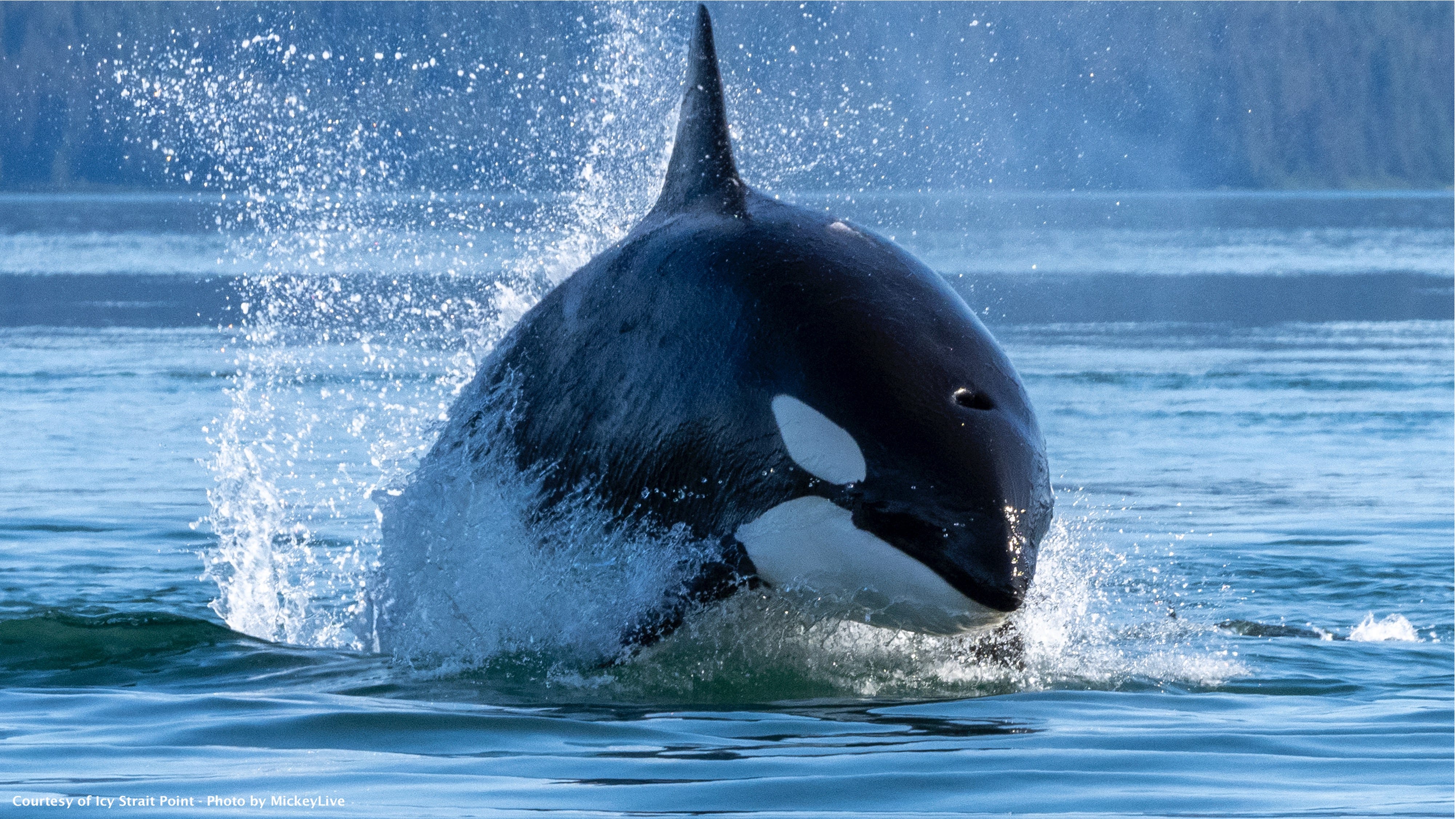 Watch: Orcas chase dolphins during Monterey Bay whale watching trip