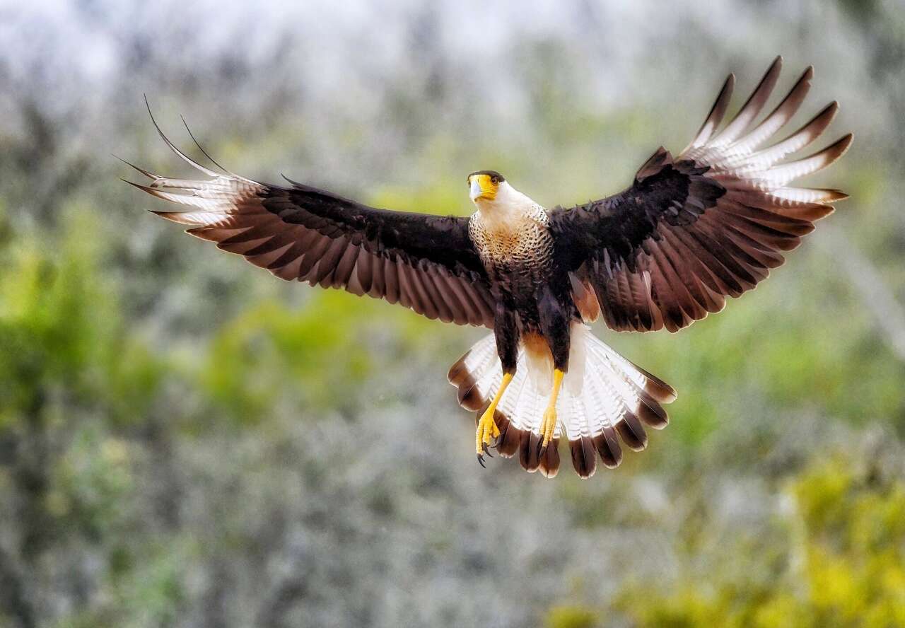 What's illegal to possess in Texas? Wildlife laws explained after freezer discovery