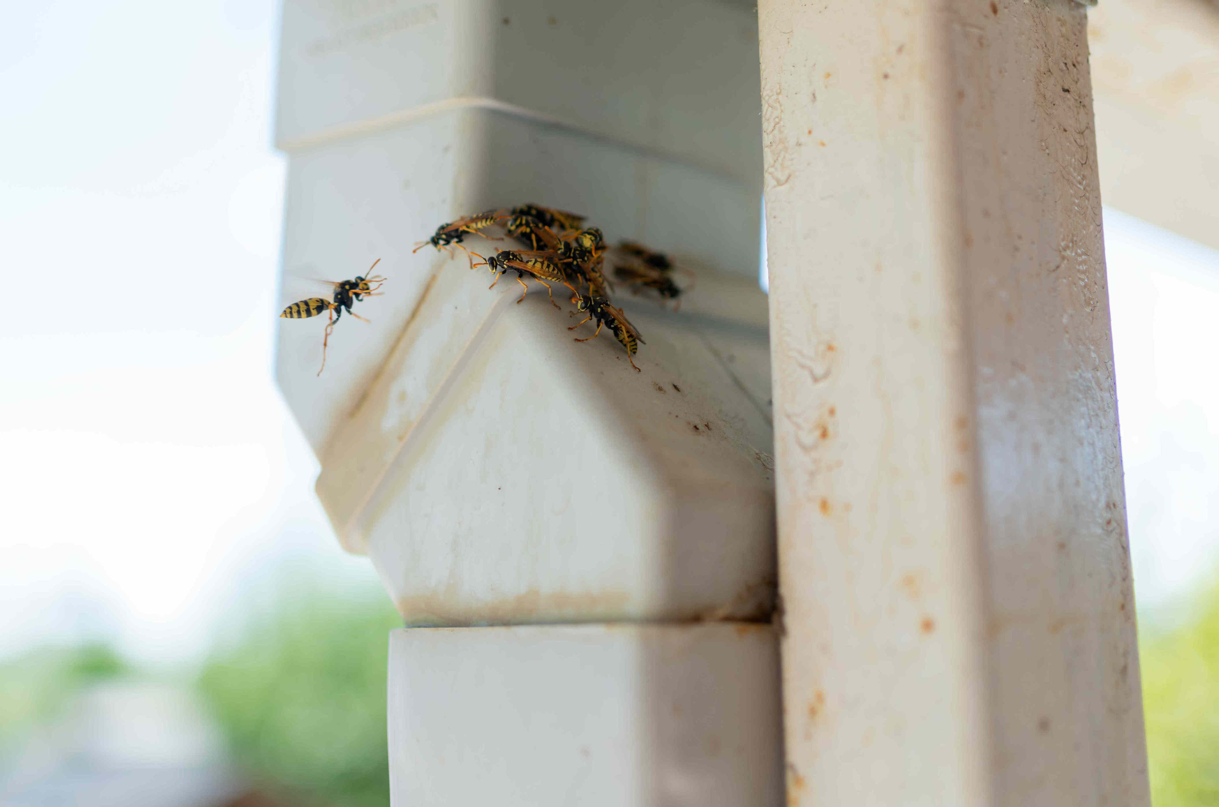 8 unexpected bug magnets hiding in your backyard