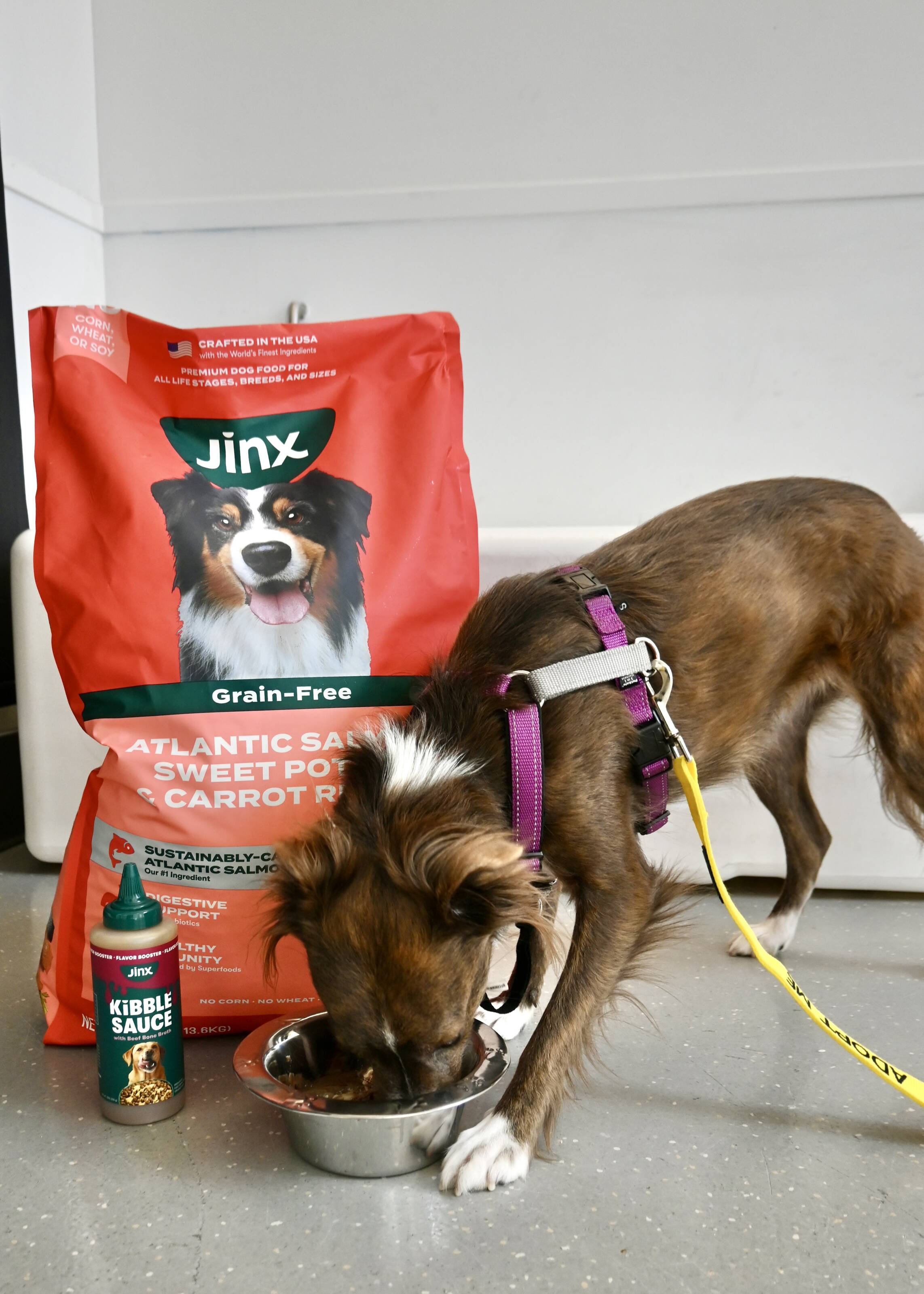 These Adoptable Pups Found Their Perfect Diet — Now They Need Their Perfect Home