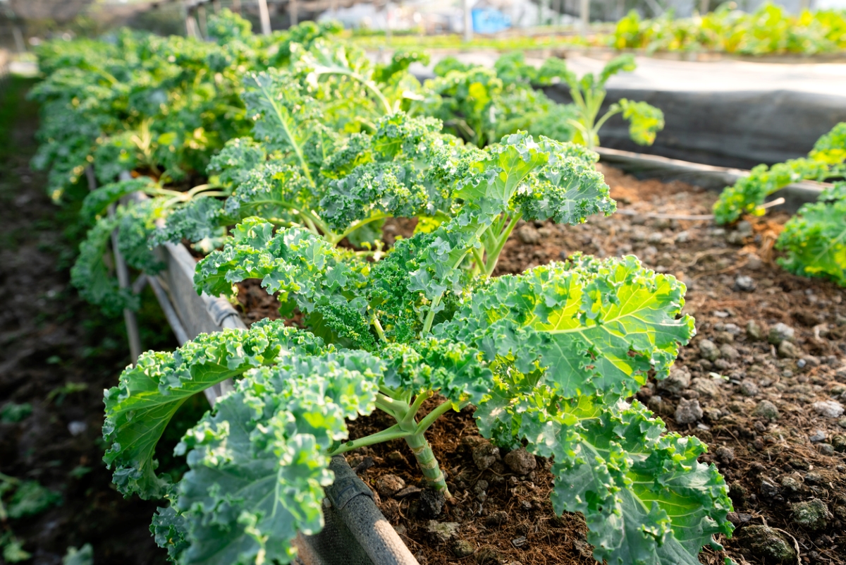 Photo: iStock