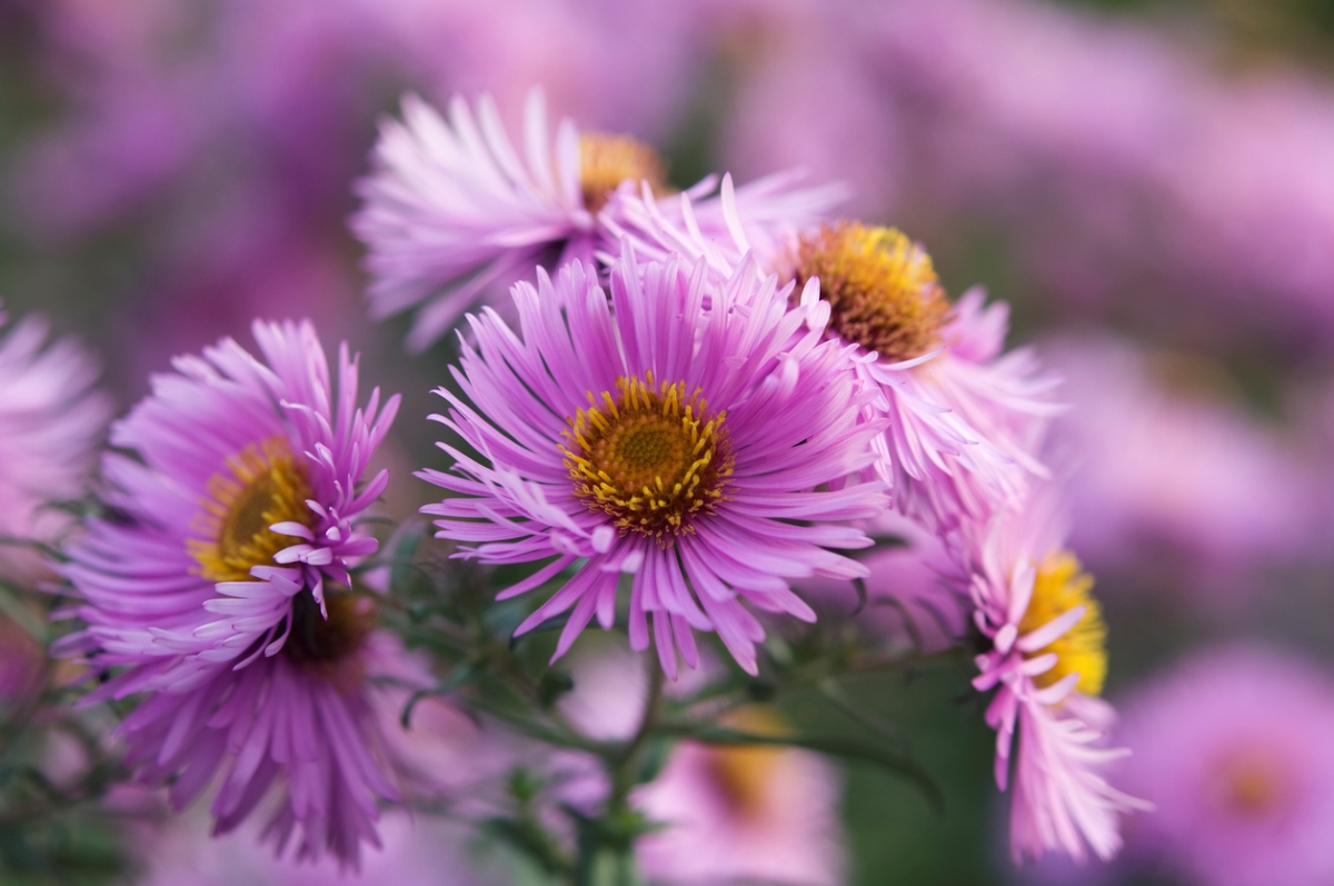 Close up of loads of purple aster flowers.