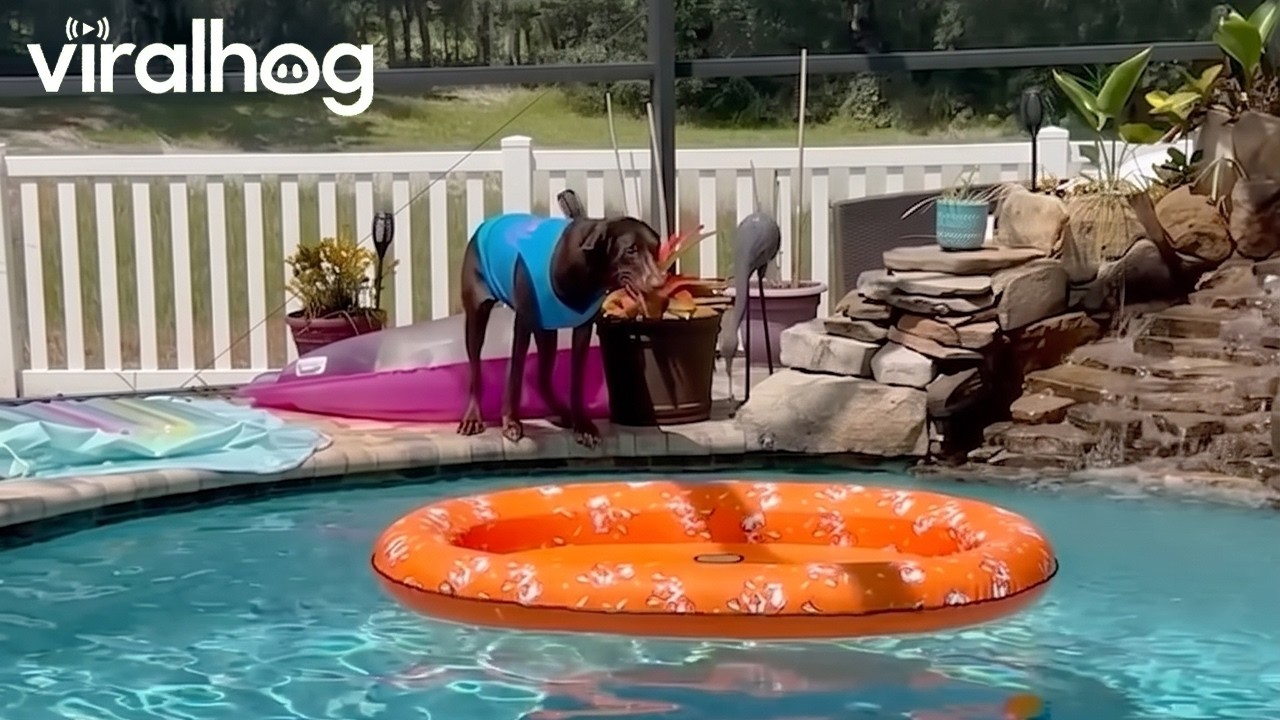 Dog makes a splash with a pool float jump