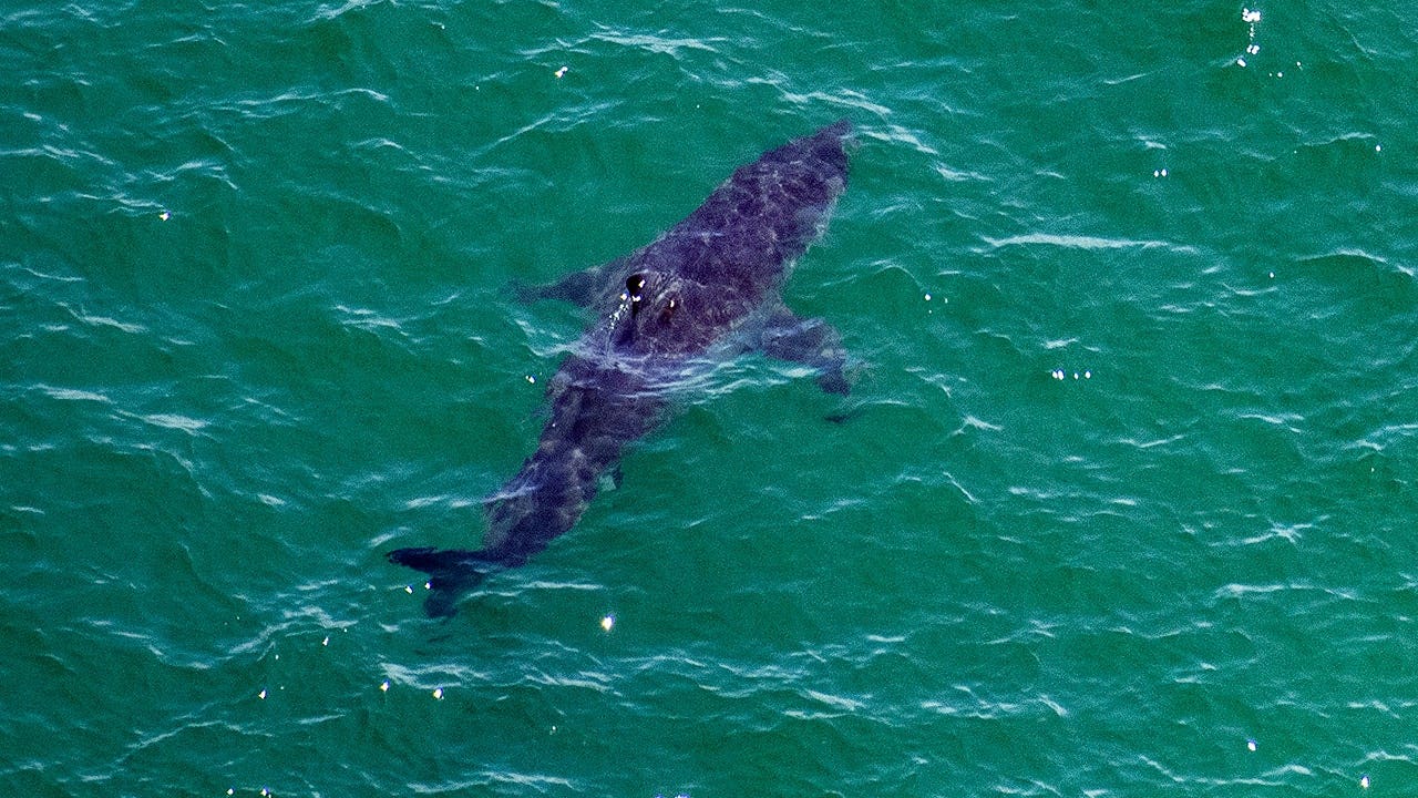 A 10-foot great white shark (not pictured) was spotted swimming alarmingly close to a group of young swimmers along the Southern California coastline.