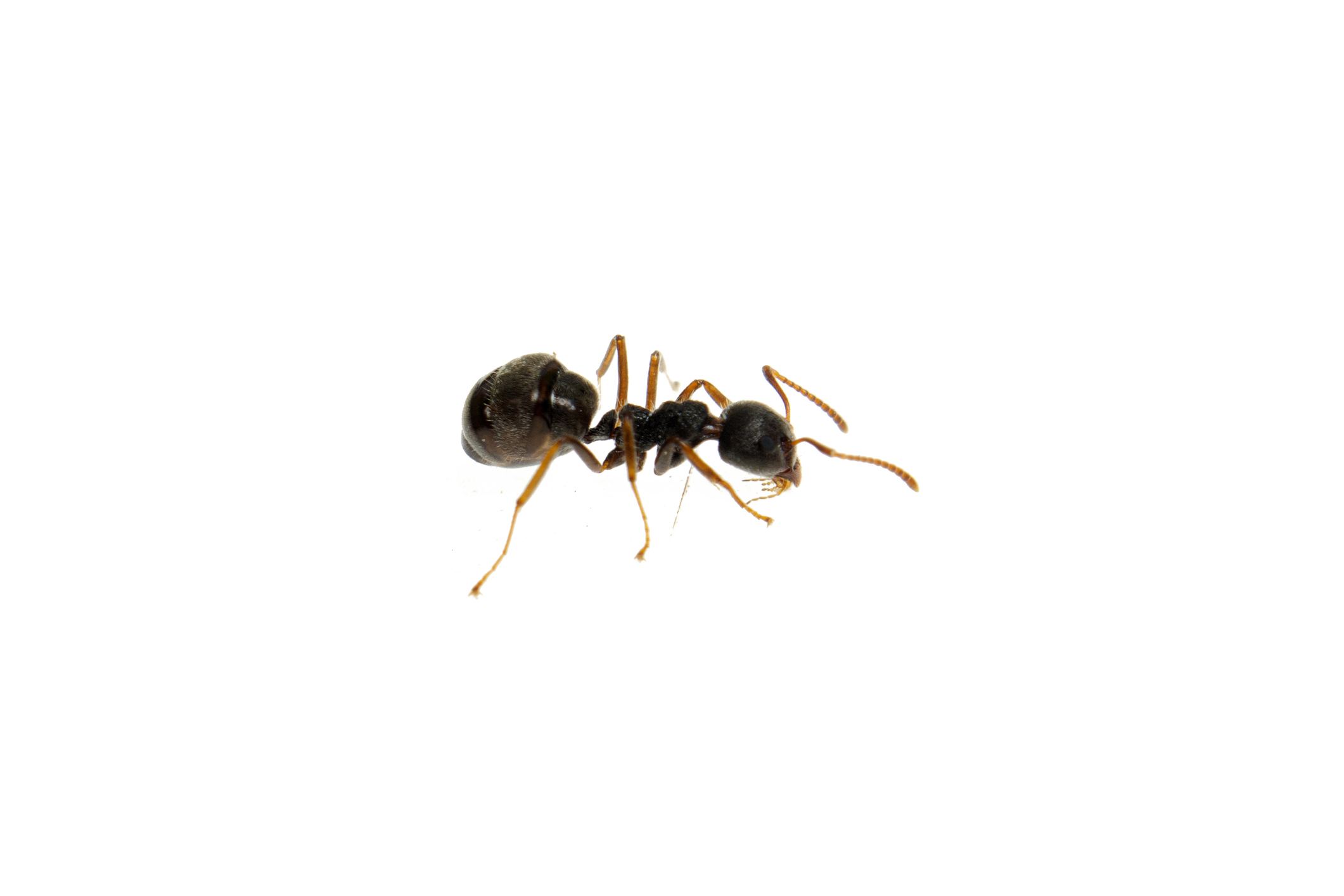 Michelin-starred chef faces jail for ant-topped dessert