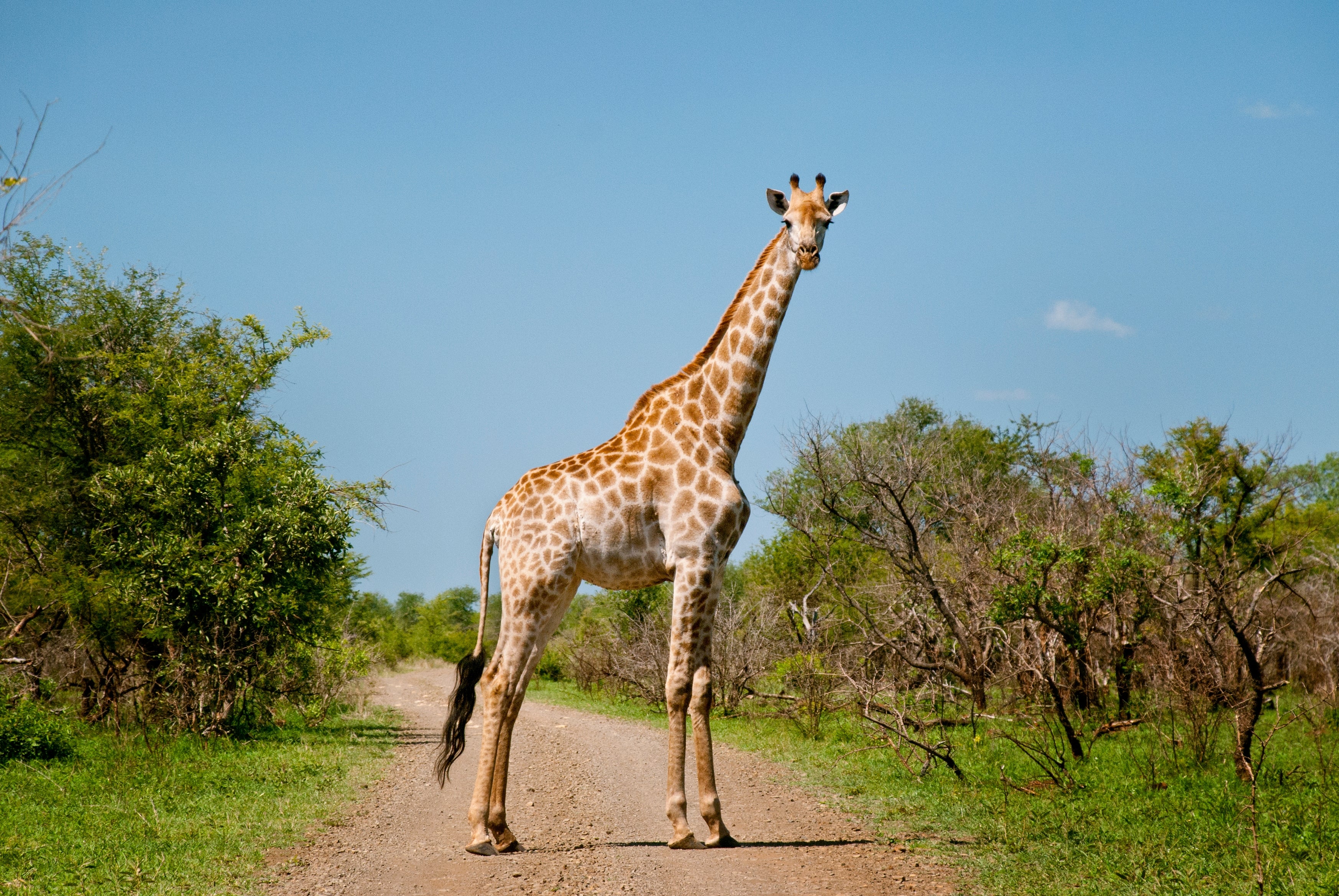 A giraffe stands on a dirt road in a savanna landscape, surrounded by trees and grass