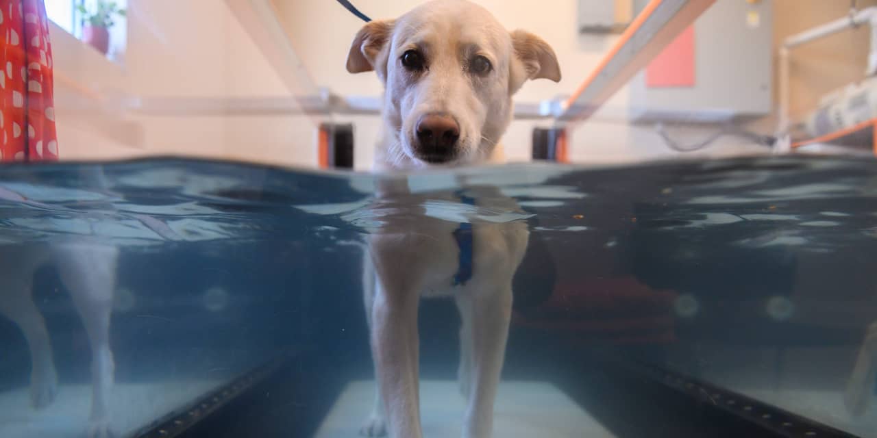 ‘Owning a pet has become a luxury’ — vets worry about higher prices and shrinking pet population, survey finds