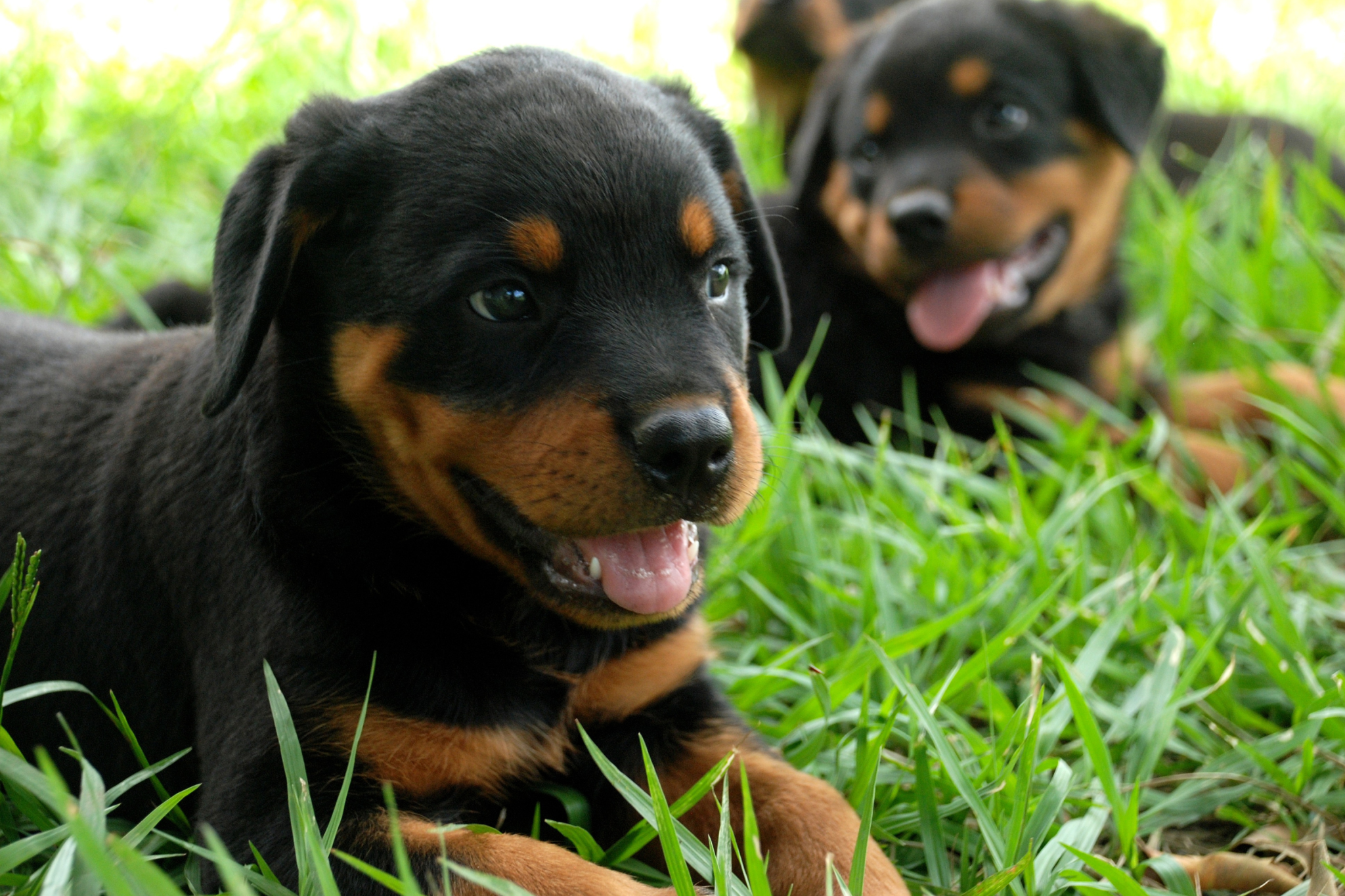 Scientists expected motherhood to speed up aging. The dogs disagreed