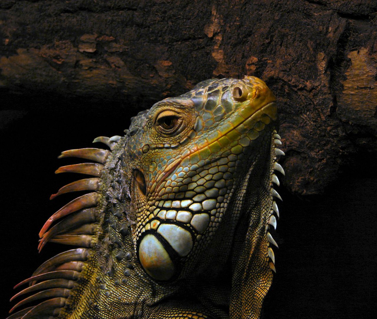Green Iguanas