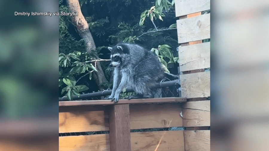 Who is Jimothy, the short-spined raccoon taking over social media (and maybe your TV)