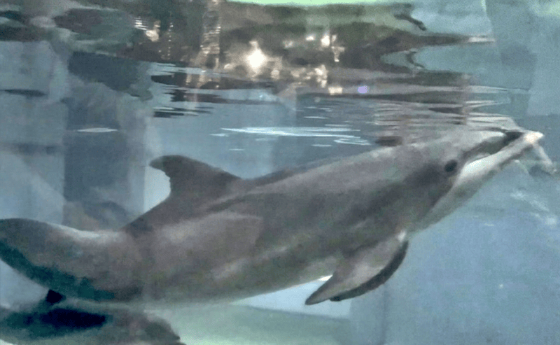Chiquis Rivera leads PETA campaign against SeaWorld; calls for the release of Ripley the dolphin
