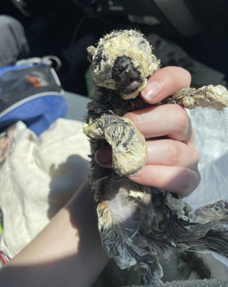 Rescuer Frees Wild Babies Frozen In Spray Foam — And Finally Sees Their Faces