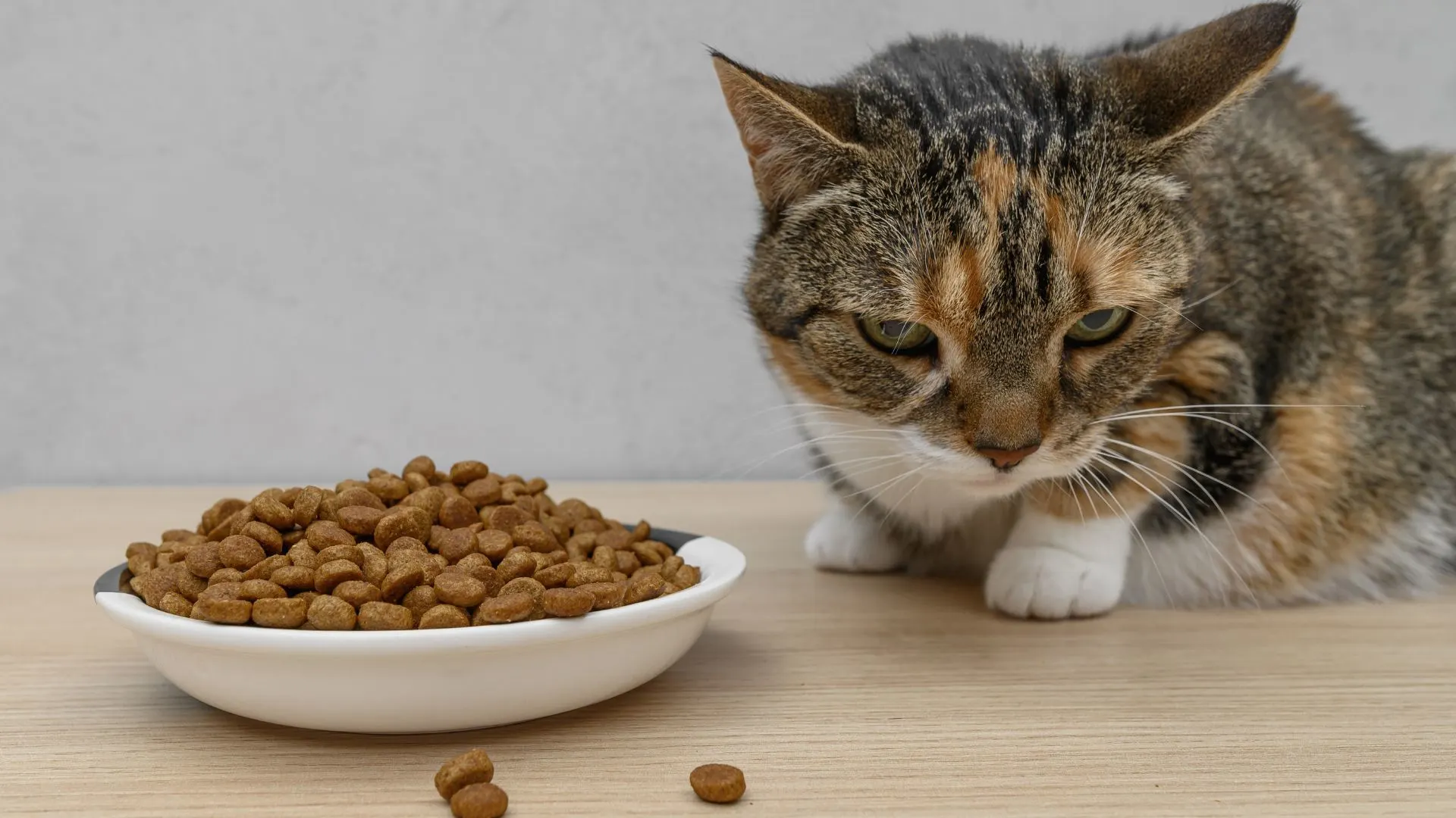 GLP-1 'Pawzempic' weight-loss drugs for dogs and cats may be coming next