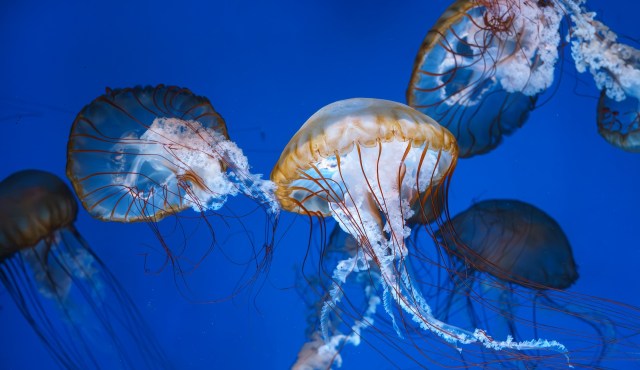 Scottish family heads out to fish, sails straight into a 'sea of jellyfish'