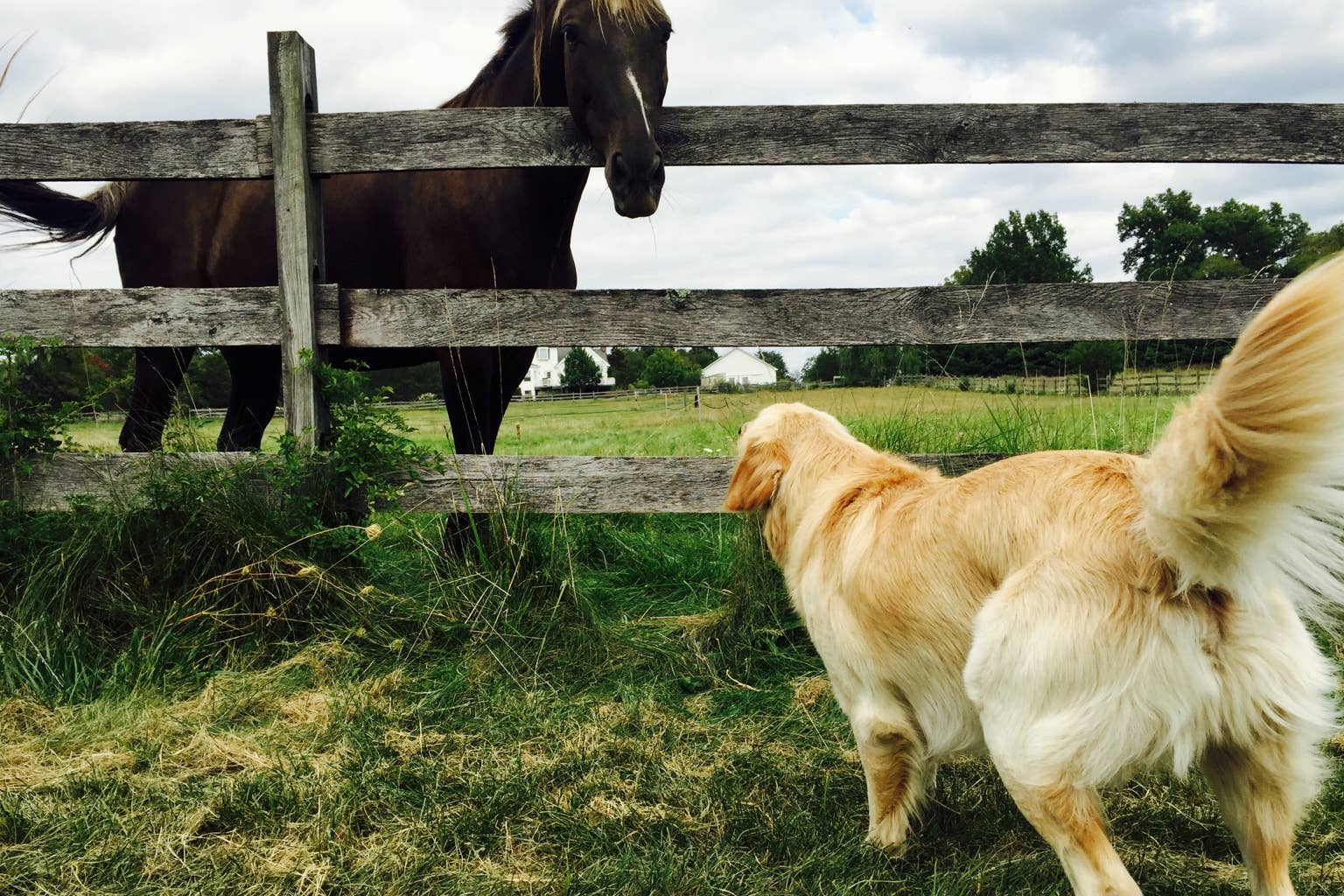Golden retriever won’t stop visiting horse BFF's stall even though the affection comes with a bite