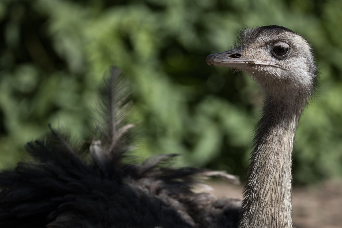 Emu chased down street before being mauled to death by pitbulls