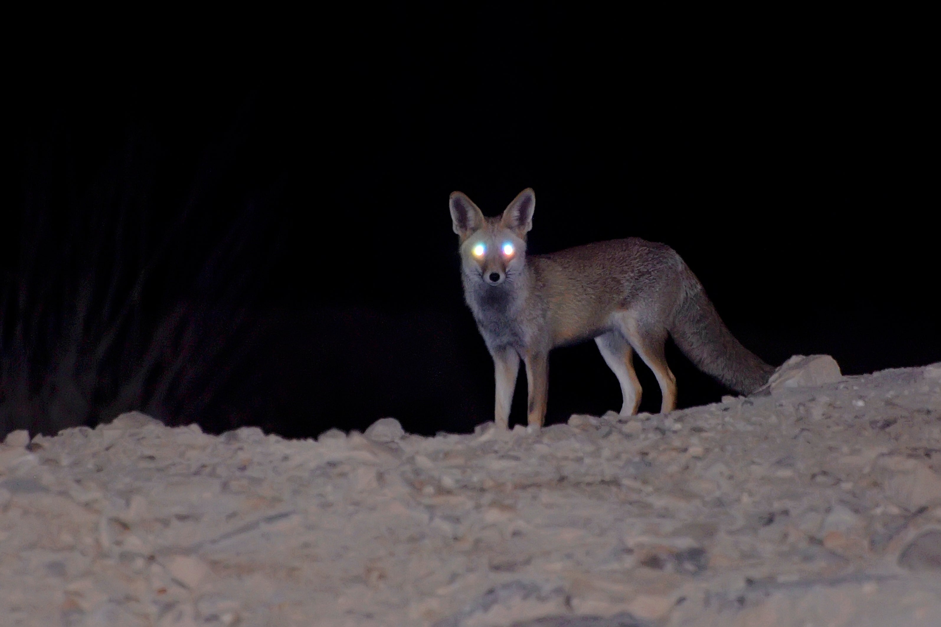 A fox stands on rocky terrain at night, with its eyes glowing from reflected light