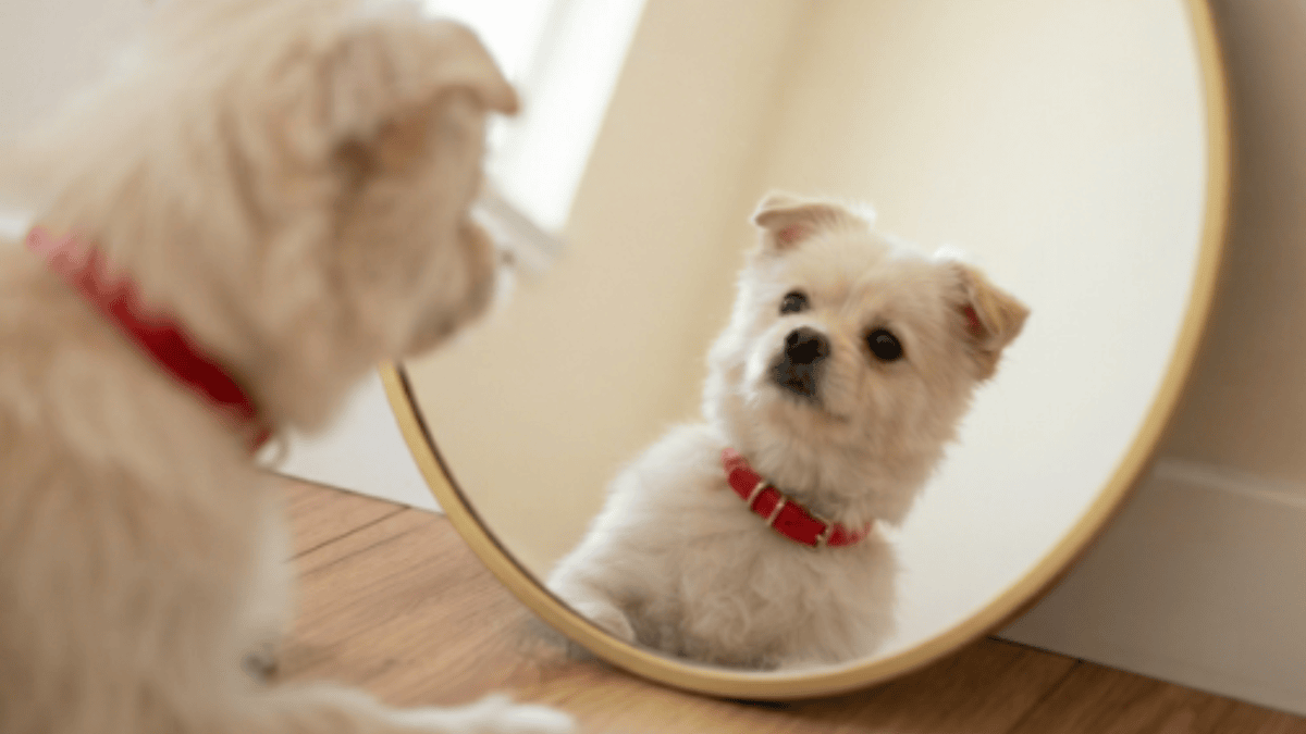 Can dogs recognize themselves in a mirror? Science explains